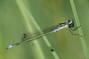 <i>Lestes sponsa</i>  © Alexandre Ruffoni