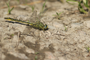 <i>Gomphus pulchellus</i>  © Alexandre Ruffoni