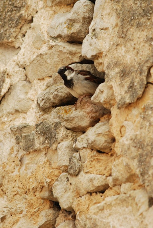 <i>Passer domesticus</i>  © Ludovic Jouve