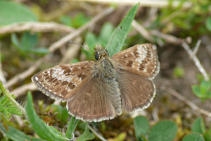 <i>Erynnis tages</i>  © Alexandre Ruffoni