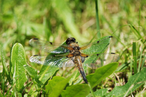 <i>Libellula quadrimaculata</i>  © Ludovic Jouve