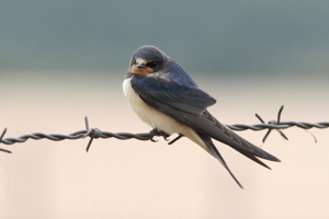 <i>Hirundo rustica</i>  © Georges Bédrines