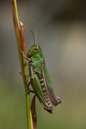 <i>Omocestus viridulus</i>  © Olivier Bardet