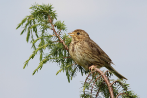 <i>Emberiza calandra</i>  © Georges Bédrines