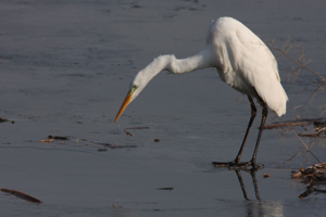 <i>Ardea alba</i>  © Georges Bédrines