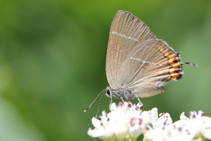 <i>Satyrium w-album</i>  © Alexandre Ruffoni