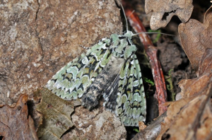 <i>Griposia aprilina</i>  © Christophe Quintin