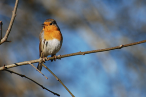 <i>Erithacus rubecula</i>  © Ludovic Jouve