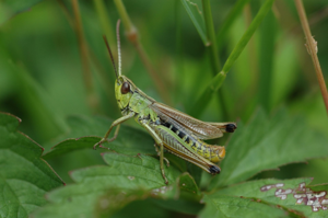 <i>Pseudochorthippus parallelus</i>  © Olivier Bardet