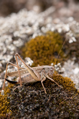 <i>Platycleis albopunctata</i>  © Olivier Bardet