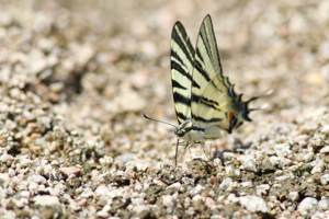 <i>Iphiclides podalirius</i>  © Alexandre Ruffoni