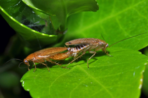 <i>Ectobius pallidus</i>  © Christophe Quintin
