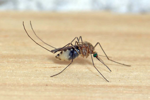 <i>Culex hortensis</i>  © Christophe Quintin