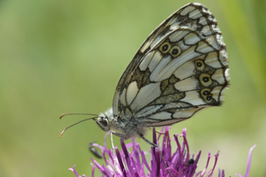 <i>Melanargia galathea</i>  © Alexandre Ruffoni