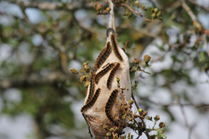 <i>Thaumetopoea pityocampa</i>  © Robert Masson