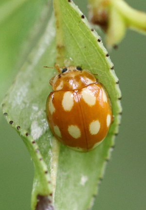 <i>Calvia decemguttata</i>  © Georges Bédrines