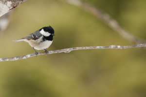<i>Periparus ater</i>  © Ludovic Jouve