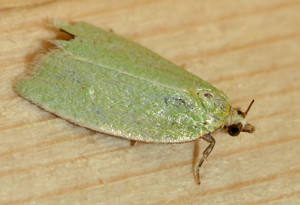 <i>Tortrix viridana</i>  © Christophe Quintin