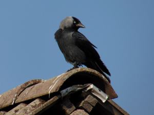 <i>Corvus monedula</i>  © Nathalie Pegon