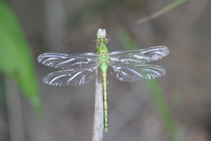 <i>Ophiogomphus cecilia</i>  © Alexandre Ruffoni