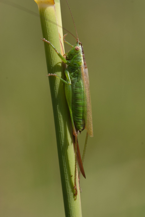 <i>Conocephalus fuscus</i>  © Olivier Bardet