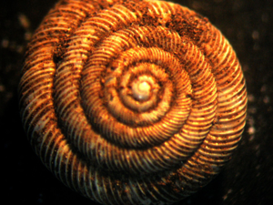 <i>Discus rotundatus</i>  © Jean Béguinot