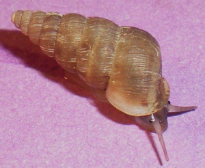 <i>Obscurella conica</i>  © Jean Béguinot