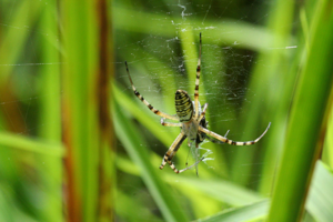 <i>Argiope bruennichi</i>  © Cédric Foutel