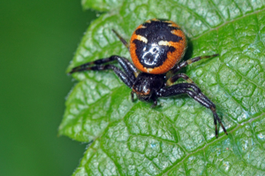 <i>Synema globosum</i>  © Christophe Quintin
