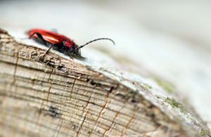 <i>Pyrrhidium sanguineum</i>  © Mathurin Carnet