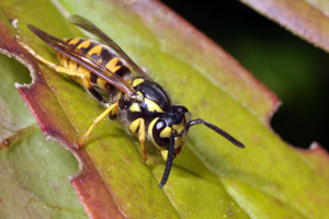<i>Vespula germanica</i>  © Christophe Quintin