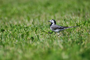 <i>Motacilla alba</i>  © Ludovic Jouve