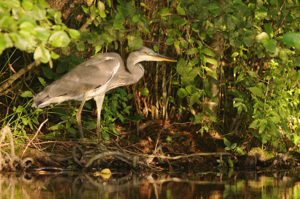 <i>Ardea cinerea</i>  © Ludovic Jouve