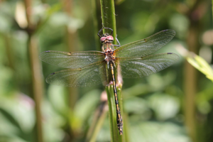 <i>Oxygastra curtisii</i>  © Alexandre Ruffoni