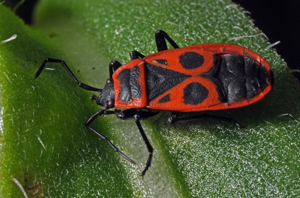<i>Pyrrhocoris apterus</i>  © Christophe Quintin
