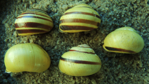 <i>Cepaea nemoralis</i>  © Jean Béguinot