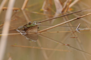 <i>Pelophylax ridibundus</i>  © Ludovic Jouve
