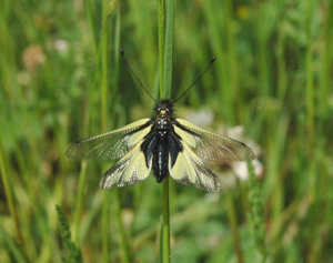 <i>Libelloides coccajus</i>  © Bernard Frochot