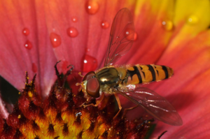 <i>Episyrphus balteatus</i>  © Christophe Quintin