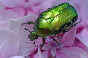 <i>Cetonia aurata</i>  © Christophe Quintin