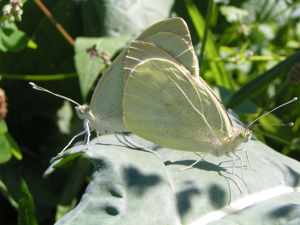 <i>Pieris brassicae</i>  © Alexandre Ruffoni