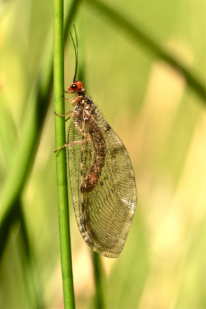 <i>Osmylus fulvicephalus</i>  © Patrice Notteghem