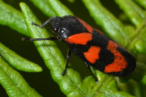 <i>Cercopis vulnerata</i>  © Christophe Quintin