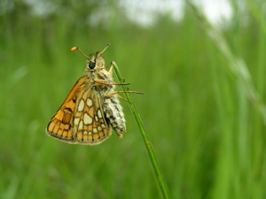 <i>Carterocephalus palaemon</i>  © Alexandre Ruffoni