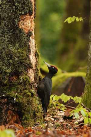 <i>Dryocopus martius</i>  © Ludovic Jouve