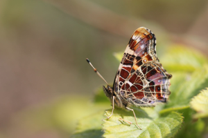 <i>Araschnia levana</i>  © Alexandre Ruffoni