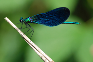 <i>Calopteryx virgo</i>  © Ludovic Jouve