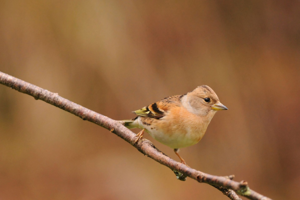 <i>Fringilla montifringilla</i>  © Ludovic Jouve