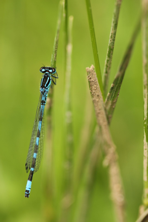 <i>Coenagrion ornatum</i>  © Alexandre Ruffoni
