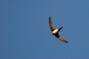 <i>Tachymarptis melba</i>  © Ludovic Jouve